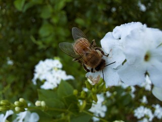 Honey bee on white flower macro close up, pollination in garden