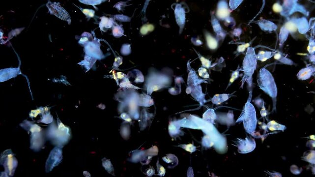 Zooplankton and plankton of the White Sea under a microscope. Various types of crustaceans. Under ultraviolet light.