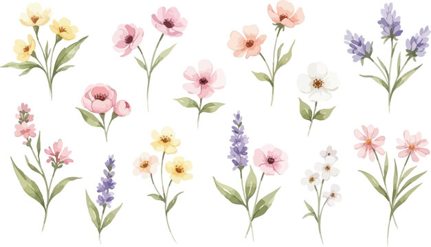 Beautiful collection of delicate watercolor spring flowers and lavender sprigs isolated on a clean white background