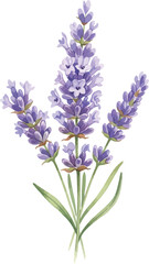 Obraz premium Beautiful purple lavender flower sprigs isolated on white background for aromatherapy herbal medicine and floral garden decoration