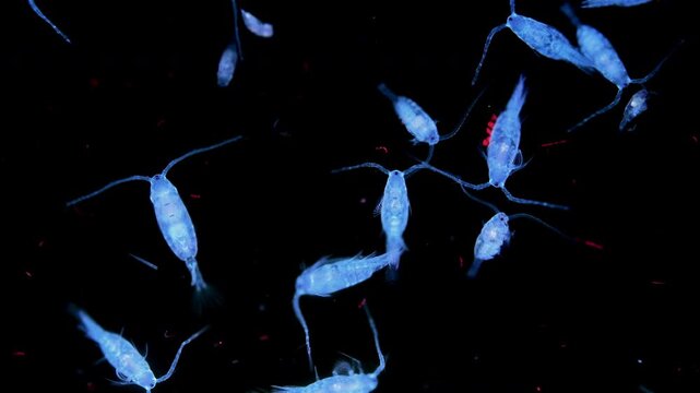 Zooplankton and plankton of the White Sea under a microscope. Various types of Copepoda. Under ultraviolet light.