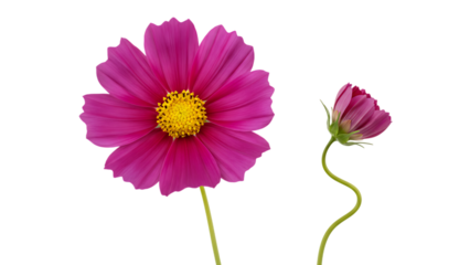 A closeup macro of a blooming pink gerbera daisy flower with vibrant petals and a yellow center isolated on a white background for a beautiful spring nature blossom