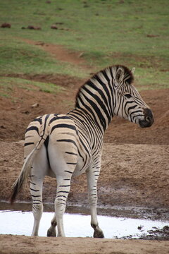 Zebra standing natural savanna landscape, South Africa