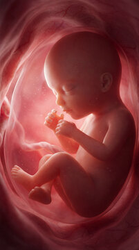 Highly detailed prenatal view: fetus with natural pose, visible capillaries under skin, amniotic fluid particles, vascularized uterine wall