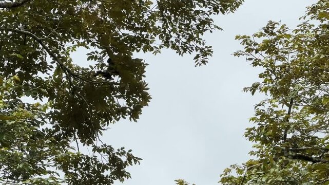 Spider Monkeys on a Branch on the Rio Frio in Ca&ntilde;o Negro Wildlife Refuge in Los Chiles, Costa Rica