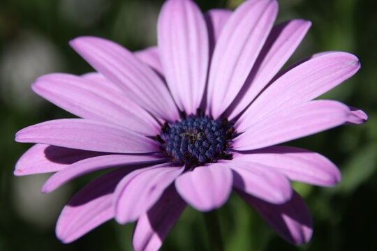 Close-up of purple daisy-like flower with blurred green background