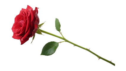 A single beautiful red rose blossom with a green leaf and stem isolated on a white background, representing a natural floral gift of love and romance for Valentine's Day