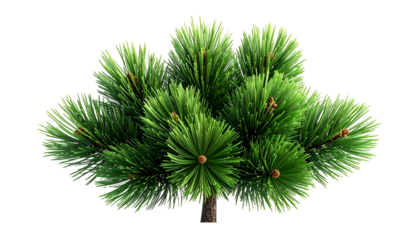 A detailed image of a lush, green evergreen shrub with a brown trunk, on black