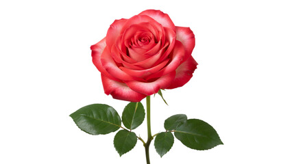 A single beautiful red rose blossom with a romantic green leaf and bud is isolated on a white background, symbolizing love and floral beauty for a Valentine gift or celebration