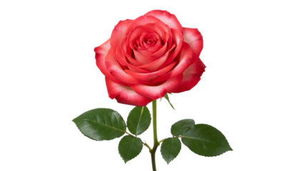 A single beautiful red rose blossom with a romantic green leaf and bud is isolated on a white background, symbolizing love and floral beauty for a Valentine gift or celebration