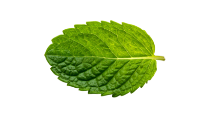 Close-up of a vibrant green, textured leaf with a prominent central vein and jagged edges, black background