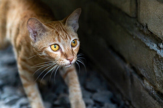 Close-up Portrait of an Intense Orange Tabby Cat with Bright Yellow Eyes