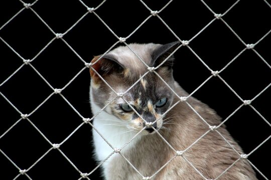 animal gato - Felis catus  