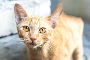 Close-up Portrait of an Intense Orange Tabby Cat with Bright Yellow Eyes