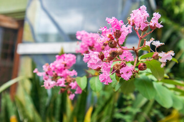 Obraz premium Lagerstroemia indica also known as Crape Myrtle (or Crepe Myrtle), Chinese Crape Myrtle, and Indian Crape Myrtle, also called Crepe Flower, Lilac of the South, Bungur or Pride of India
