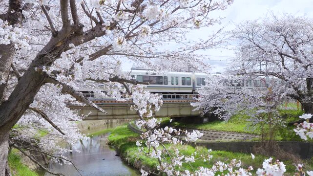 The picturesque scenery where trains run through a tunnel of cherry blossoms over the Saho River
