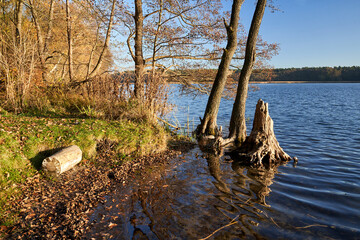 Deciduous trees leaning over the water on a lake shore during autumn