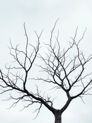 Fototapeta premium Bare branches of a skeletal tree reaching towards a pale, overcast autumn sky, evoking a mood of quiet melancholy , pale, skeletal