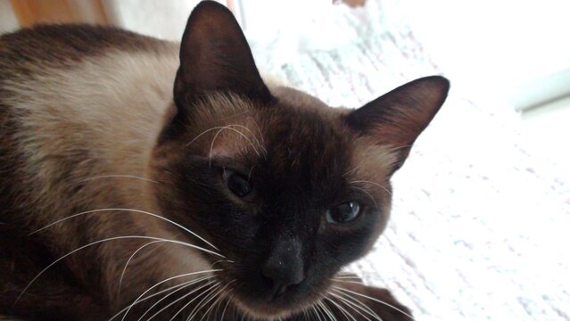 animal gato - Felis catus  