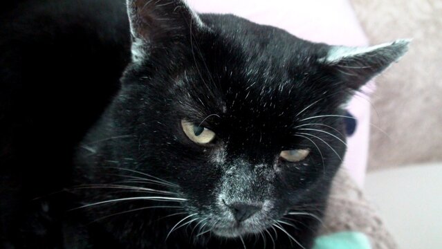 animal gato - Felis catus  