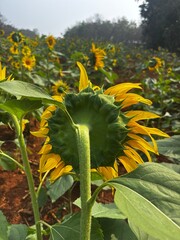 Close-up front view of a fully bloomed sunflower with bright yellow petals and a detailed seed center, photographed in natural daylight. Ideal for themes related to nature, agriculture, summer, growth