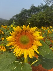 Close-up front view of a fully bloomed sunflower with bright yellow petals and a detailed seed center, photographed in natural daylight. Ideal for themes related to nature, agriculture, summer, growth