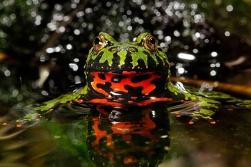 Chinesische Rotbauchunke // Oriental fire-bellied toad (Bombina orientalis)