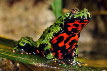 Oriental fire-bellied toad // Chinesische Rotbauchunke (Bombina orientalis)