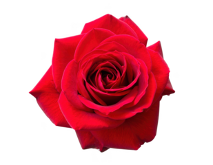 Rose flower without stem transparent background.