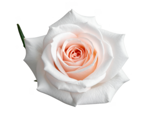 Rose flower without stem transparent background