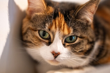 Close-up of a relaxed calico cat in sunlight
