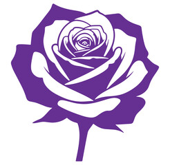 Elegant purple rose silhouette blooming blossom isolated on white background with stem
