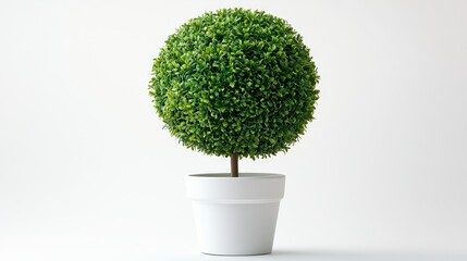Lush Green Topiary Plant in Modern White Pot Against Simple Background