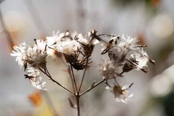 ツクシトウヒレンの綿毛ついた種子