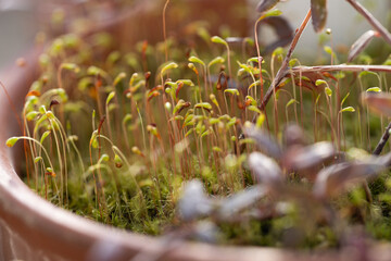 可愛い苔の胞子のう