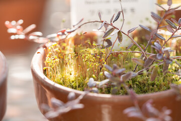 可愛い苔の胞子のう