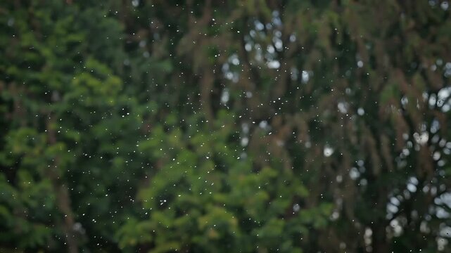 Swarm of midges flying in forest, tiny insects dancing in front of blurred green trees, gnats hovering in woodland light