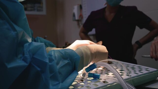 Veterinarian surgeon performing dental surgery on a cat