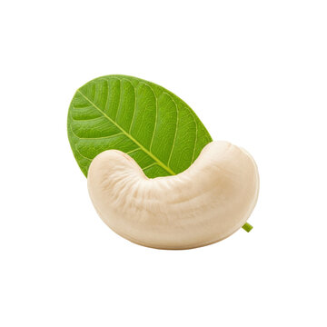 Cashew nut with cashew leaf