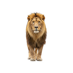 Fototapeta premium Male Lion Standing Front View on Transparent Background