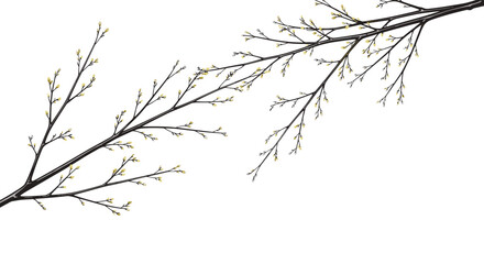 Obraz premium Delicate tree branches with emerging light green buds against a clean white background, signaling the fresh awakening of spring.
