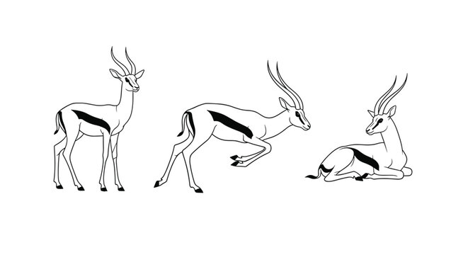 Three black and white springboks depicting different actions like standing, pronking, and resting on a white background.