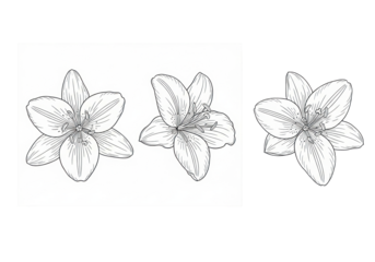 three ultra-realistic uhd black and white vector line art illustrations of fully bloomed lilium flowers, isolated on transparent studio background, overhead view. concept of scientific botanical