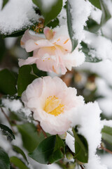 雪化粧のサザンカの花