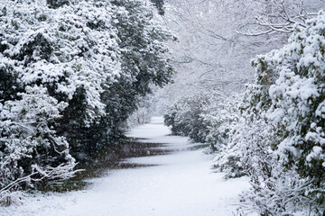 雪化粧の小石川植物園