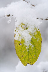 雪の積もった木の葉