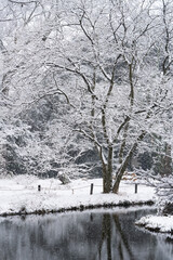 雪化粧の小石川植物園