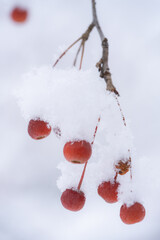 雪の積もったツクシカイドウの赤い実