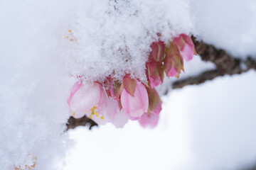 寒桜の花に積もる雪
