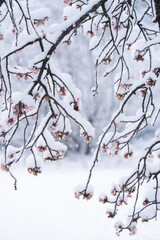 寒桜に積もる雪